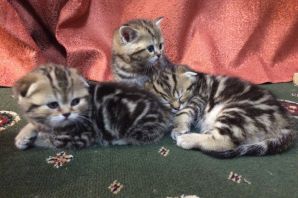 Мраморные шотландские котята