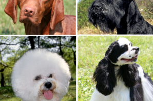 Собаки противоаллергенные породы