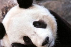 Обиженная панда