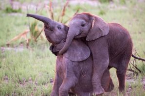 Слоненок с мамой