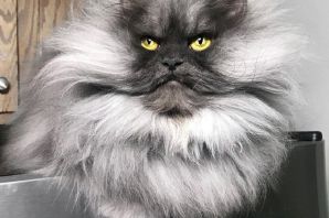 Сибирский перс кот
