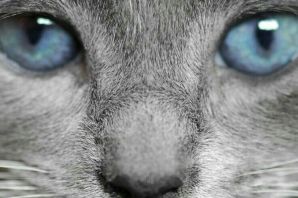 Котики с голубыми глазами