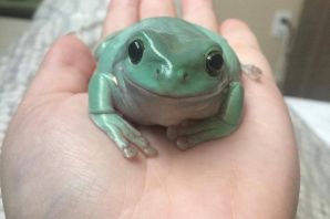 Щитковая жаба