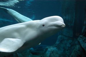 Дельфины белухи