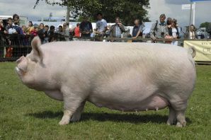 Большая белая порода свиней