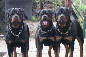 Большие сторожевые собаки