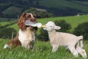 Порода собак пастухов