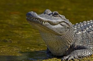 Крокодиловая черепаха