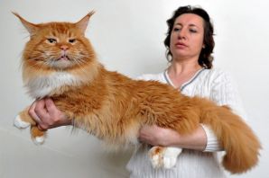 Самый большой кот мейн кун