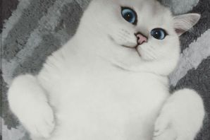Белый британский кот с голубыми глазами