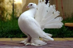 Белый голубь павлин