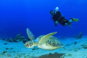 Морская черепаха мальдивы