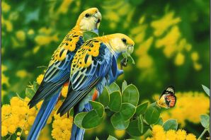 Травяные попугаи