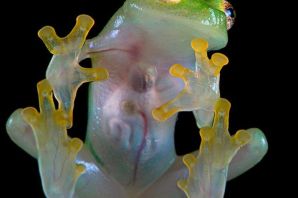 Декоративная лягушка в аквариуме