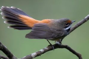 Серая птица с оранжевым хвостом