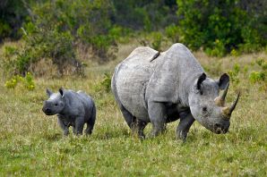 Носорог в африке