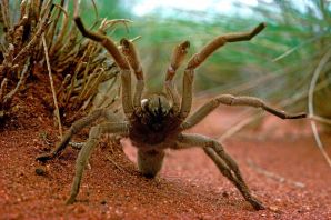 Летающие пауки в австралии