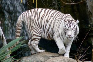 Уссурийский тигр белый