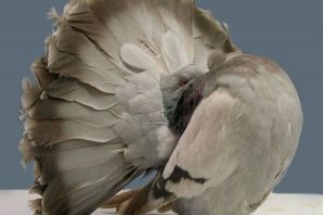 Лусонский кровавогрудый куриный голубь