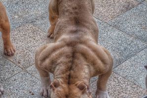 Собака на спине