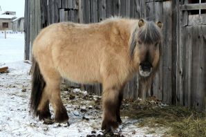 Якутская порода лошадей