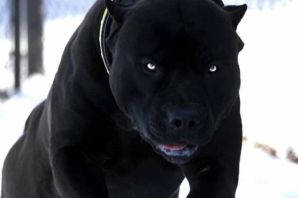 Карачаевская порода собак