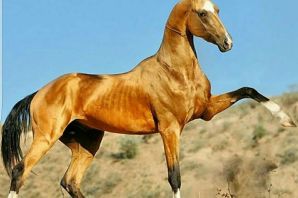 Лошади ахалтекинцы