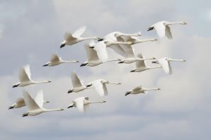 Белые перелетные птицы