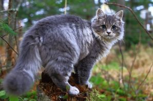 Финский лесной кот