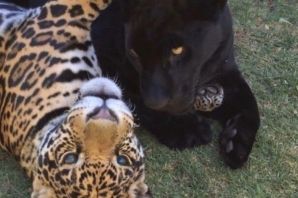 Пантера и тигр вместе