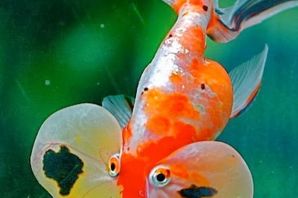 Красивые аквариумные рыбы