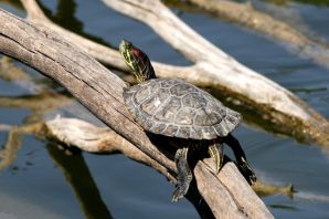 Колхидская болотная черепаха