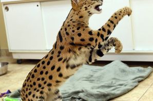 Гепард кошка домашняя