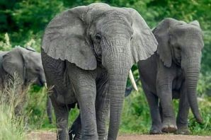 Африканский лесной слон