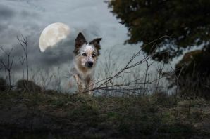 Собака луна