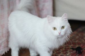Сибирская ангора кошка