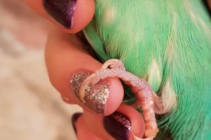 Здоровые лапки волнистого попугая