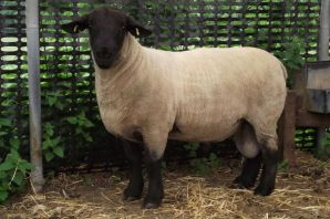 Катунская порода овец