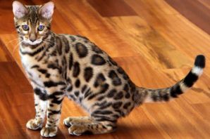 Кошка леопард порода