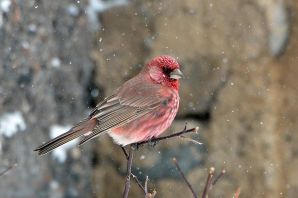 Птичка с розовым брюшком