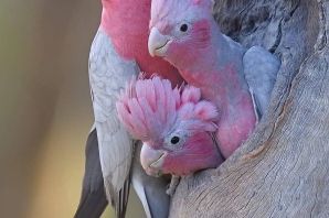 Волнистые красивые попугаи