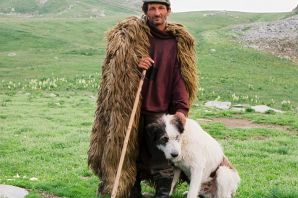 Овчарка пастуха шотландца