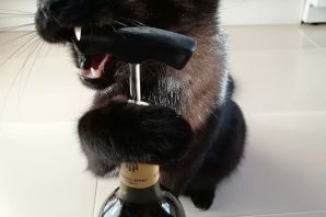 Кот и бокал вина