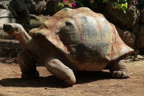 Галапагосская гигантская черепаха