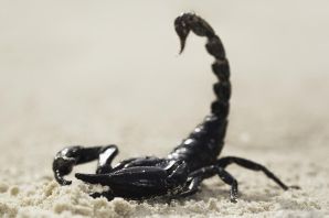 Скорпион обыкновенный