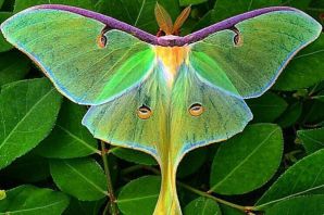Бабочка сатурния павлиноглазка