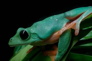 Зеленая тропическая лягушка