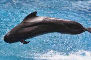 Черный дельфин гринда