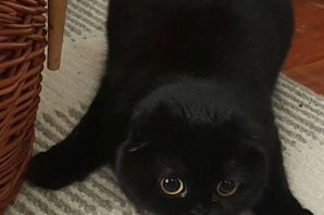 Черный британец кот вислоухий