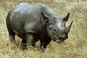 Азиатский носорог